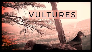 VULTURES - Maryland Department of Natural Resources Creature Feature Net Worth