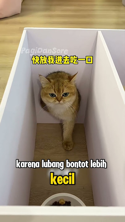 Gantian Bontot Jahilin Kakak nya 😂 #shorts #kucing