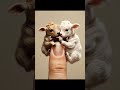Cute cow baby 😍😍