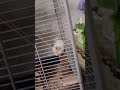 chinchilla