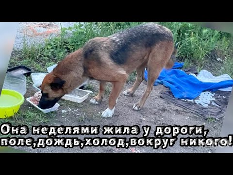 Она неделями жила у дороги... Поле, дождь, холод, вокруг никого!