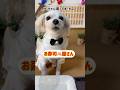 【おしゃべり犬】一瞬あせりました^^;♪ちょこっと動画No.73 #しゃべる犬 #かわいい犬 #おもしろ犬 #賢い犬 #kawaii #犬のいる生活 #electronicmusic #寿司