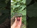 First 2025 Virginia Figs