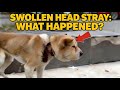 This Stray's Head Was 3x Its Size. Vets Were Shocked by What They Found 😱#animals #rescue #pets