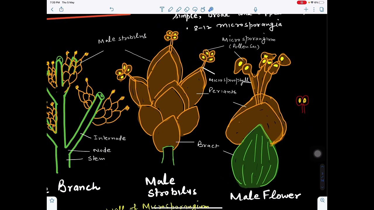 Male Strobilus of Ephedra@BotanistMeena1987