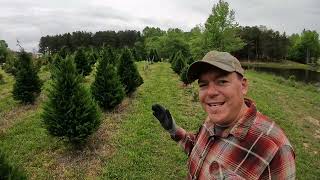 Corrective Pruning in Leyland Cypress Christmas Trees