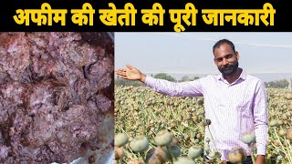 अफीम की खेती की A-जानकारी किसान टीवी / Kisan TV - Kheti kisani