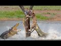 Crocodile killed all of Leopard's family trapped in the river - Buffalo tortured Lion violently