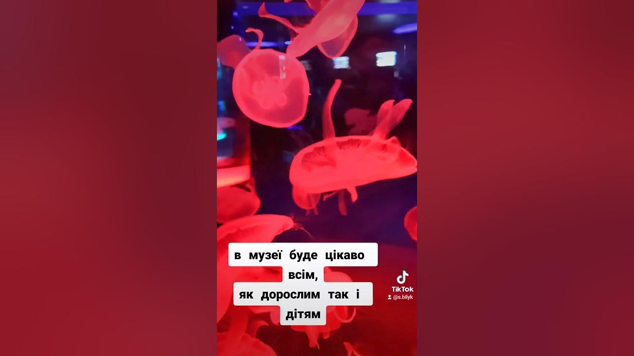 Музей медуз Київ. Цікаві місця столиці. - YouTube