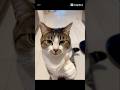 #cat ドロくんw