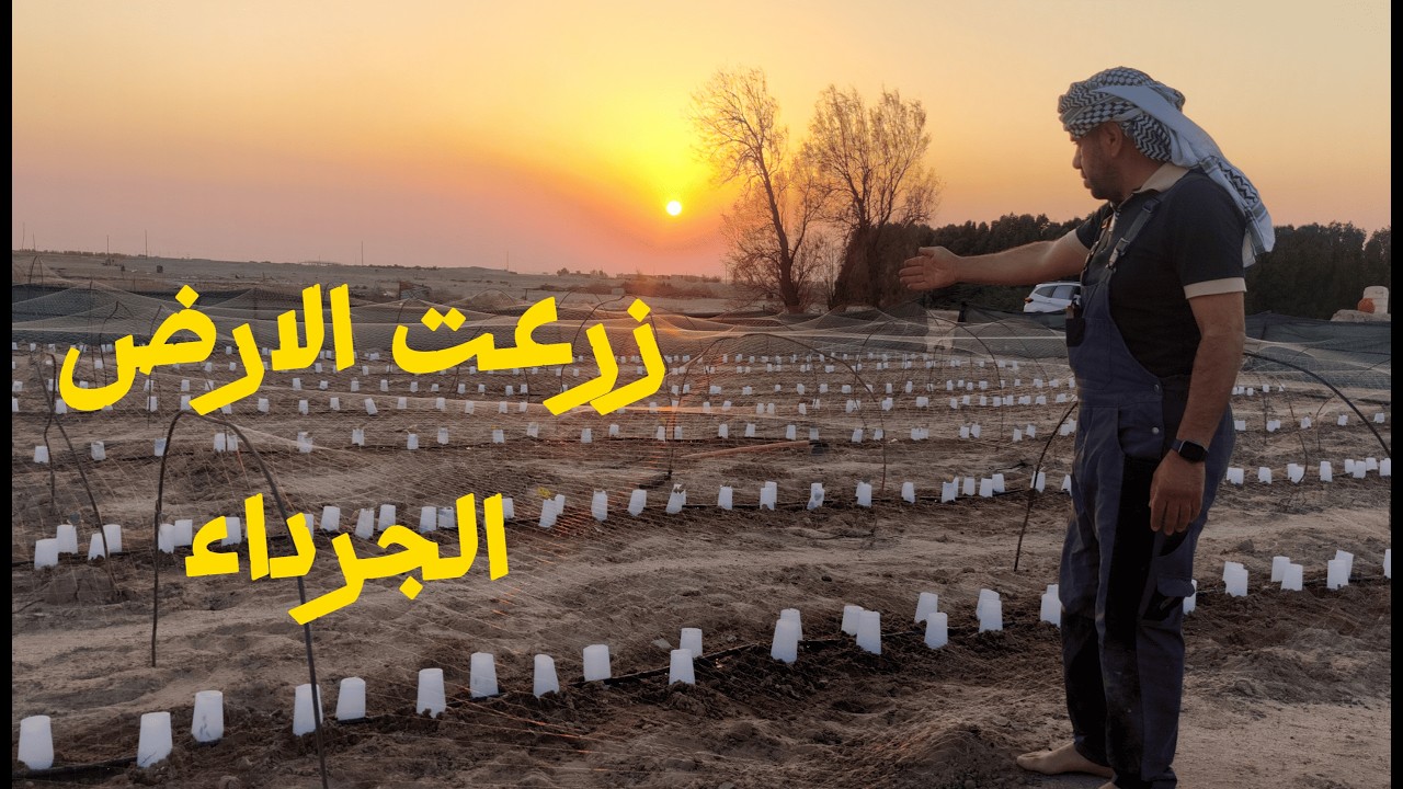 زرعت الخضروات في المزرعة السومرية … واللقاء الغامض مع الثعلب كان مفاجئًا