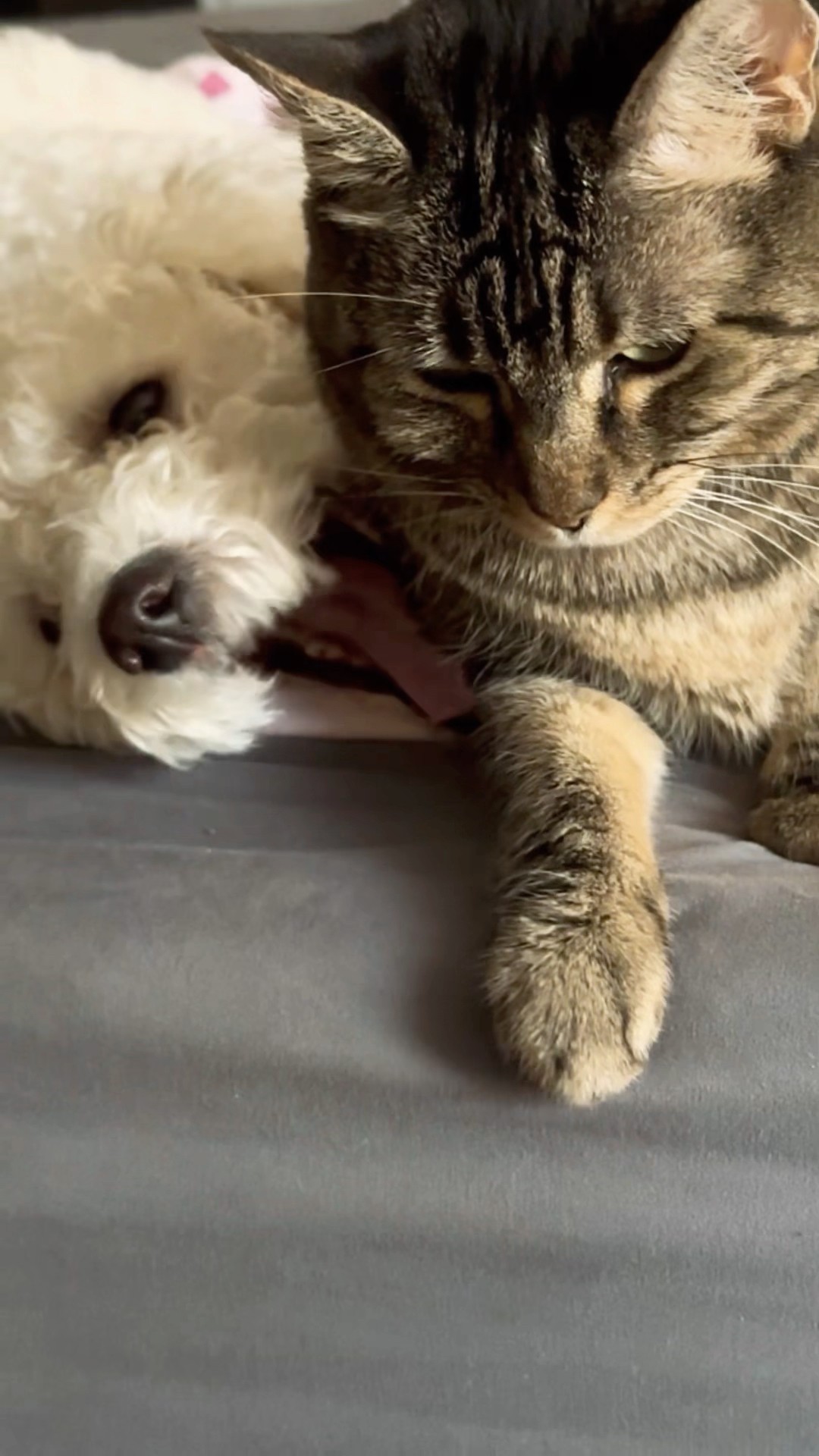 Penny loves a good cuddle with Josie! #talkingcat