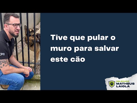 Este pastor alemo precisava ser salvo!!!