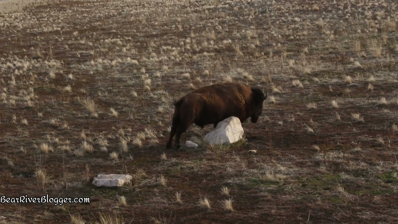 Bison Scratching A Heavy Itch On Antelope Island