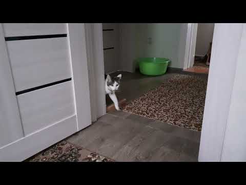 сходит с ума... котёнок против омикрона. анатолийский кот