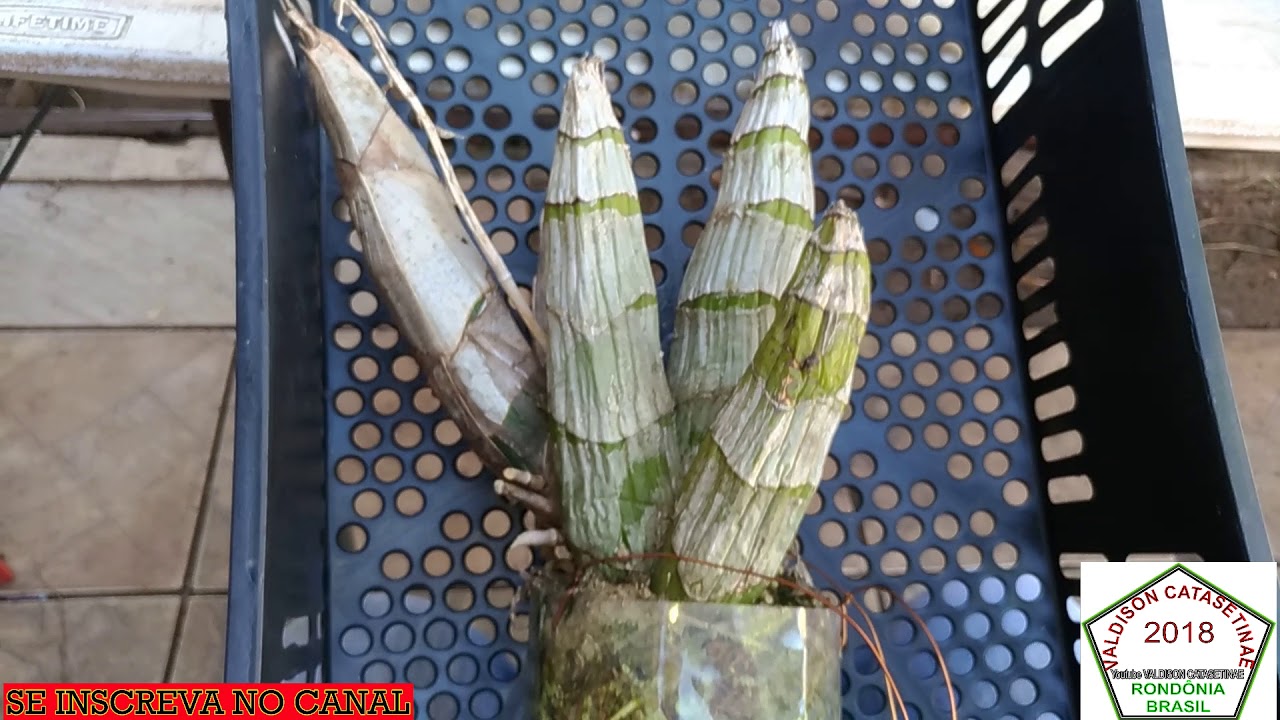 Catasetuns sendo tirados do vaso para replante