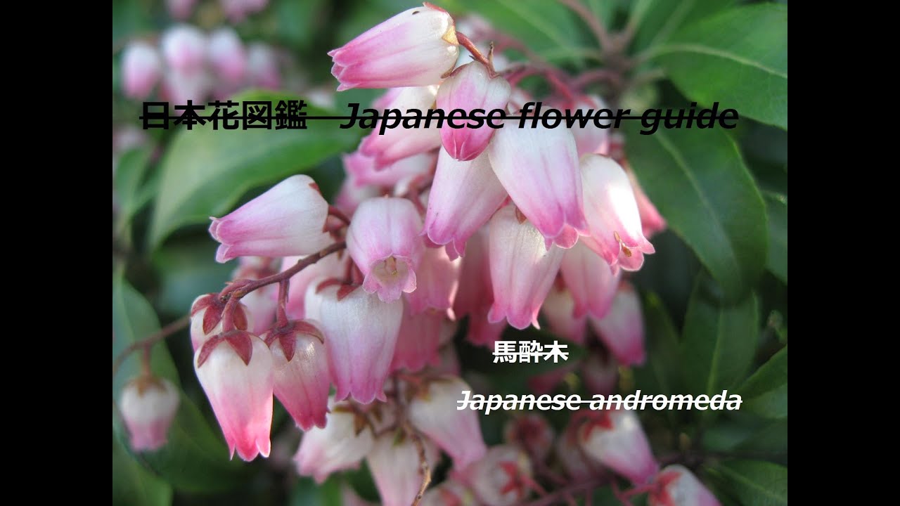 馬酔木 あせび Japanese Andromeda 季節の花 日本花図鑑 Japanese Flower Guide Youtube 馬酔木 あせび Japanese Andromeda 季節の花 日本花図鑑 Japanese Flower Guide Youtube