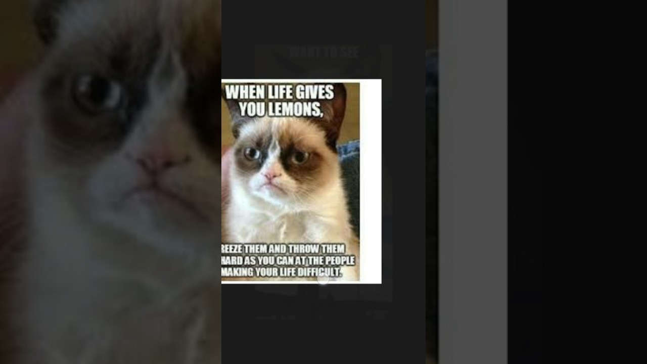 Grumpy cat memes 