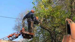 Видео В Феодосии на улице Армянская пилят деревья 22 ноября 2017 от Кафа Газета, Армянская улица, Феодосия, Украина