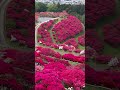 No.1 tourist spot in Japan. #dont_forget_to_like_and_subscribe