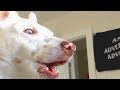 Deaf dog has the oddest reaction to huskies