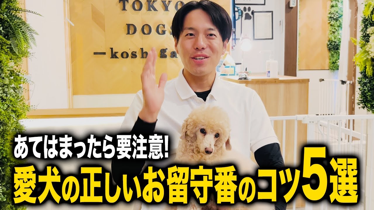 犬しつけ】愛犬の正しいお留守番のやり方5選！【ドッグトレーナー解説