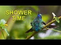 Hummingbirds Love Bathing in the Rain