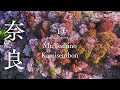 [桜ドローン撮影4K]奈良県吉野町の上千本・奥千本 ｜桜ドローンプロジェクト