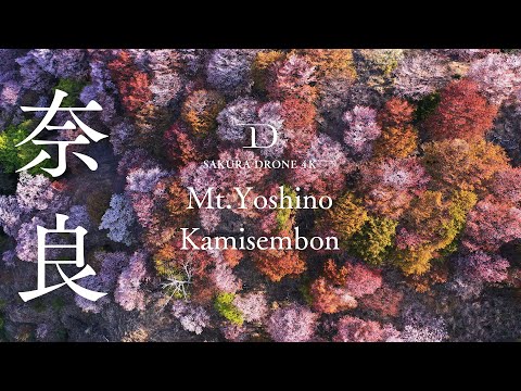 [桜ドローン撮影4K]奈良県吉野町の上千本・奥千本 ｜桜ドローンプロジェクト