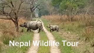 Jeep Safari at Chitwan National Park, Nepal | Jungle safari in Nepal| Nepal Wildlife tour