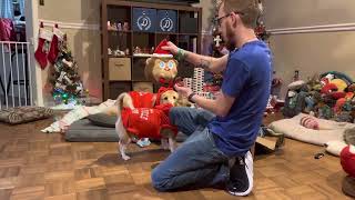 December 2022 Barkbox