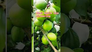 Thai Apple ber flowering at Yadunandan Bagh