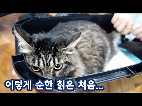수의사쌤을 힐링시켜버리는 상위1% 개냥이 <strong>칡</strong>