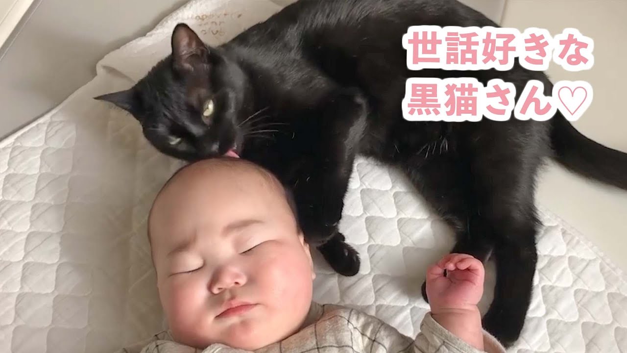野良猫に家族が出来て、人間の弟のお姉ちゃんになった物語