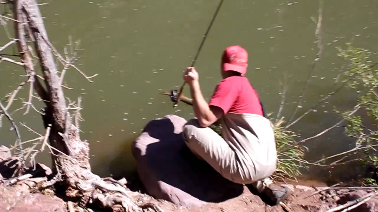 Curtis Payson, AZ 18" Brown Trout YouTube
