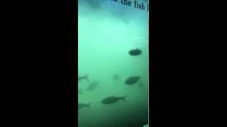 Fish window at Bonneville Dam July 2015