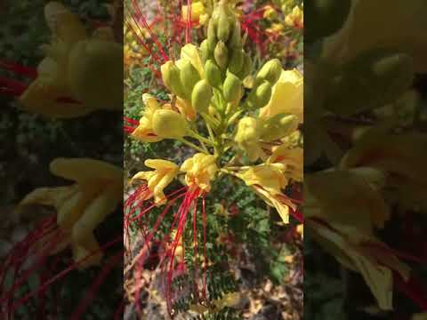Video: Mexicansk paradisfugl i plantekasser – dyrk mexicansk paradisfugl i en potte
