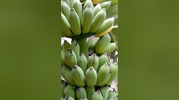 Cách phân biệt chuối chín cây và chuối ngâm thuốc