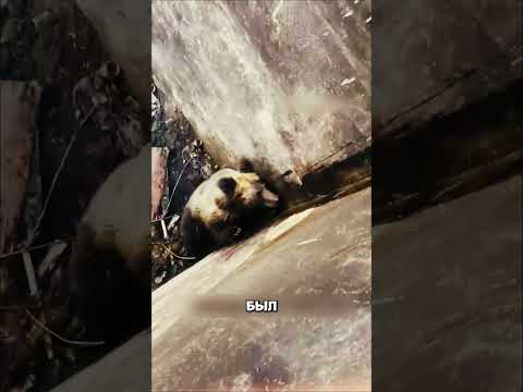 Невероятное спасение медведя 😳