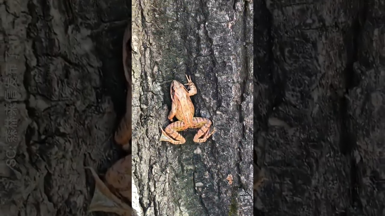 The Wood Frog Can Die and Come Back?! 🐸❄️ 