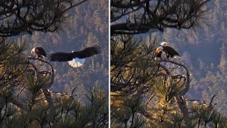 FOBBV Eagles 🦅 Jackie does nest check then meets Shadow for morning glee club 🎶💖 2024 May 13