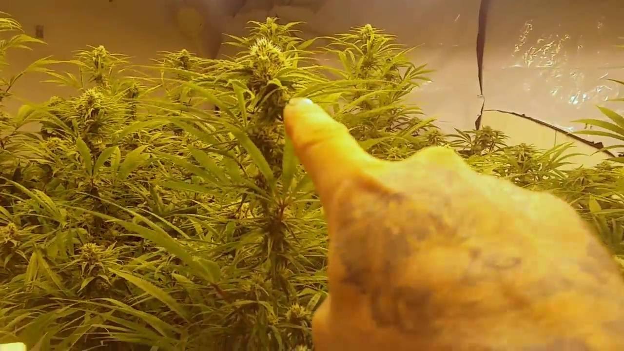 2nd cycle Notill Beds, Pre98 Bubba Kush update on broad mites