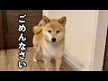 食べるのが大好きな愛犬に苦手な食べ物が発覚しました…