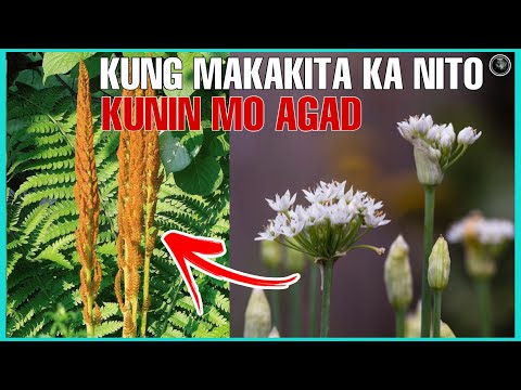 Video: Impormasyon sa Bulaklak ng Caladium - Matuto Tungkol sa Namumulaklak Sa Mga Halaman ng Caladium