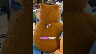 Tiny Cat Climbs Giant Teddy… You Won’t Believe What Happened 😲🐱❤️ #catsquare #amazing #shorts #teddy