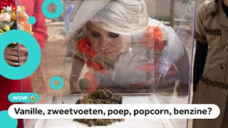 Onderzoek Dit Zijn De Lekkerste En De Smerigste Geurtjes