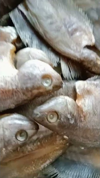 iwak karing sapat Siam ready