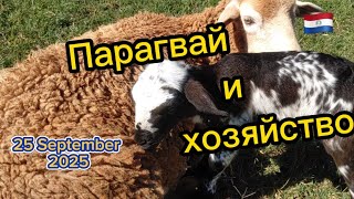 видео: Хозяйство, овцы и #парагвай или как некоторые живут в #paraguay #farm  картинка: Хозяйство, овцы и #парагвай или как некоторые живут в #paraguay #farm