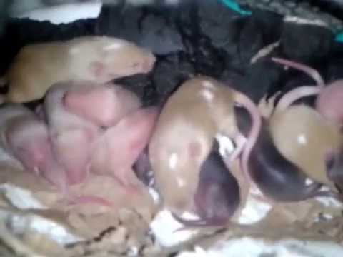 Ratones Bebes Dentro De Su Nido Impresionante Youtube