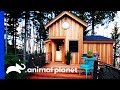 Pete Creates A Breathtaking Treehouse For A Couple And Their Dogs! | Treehouse Masters